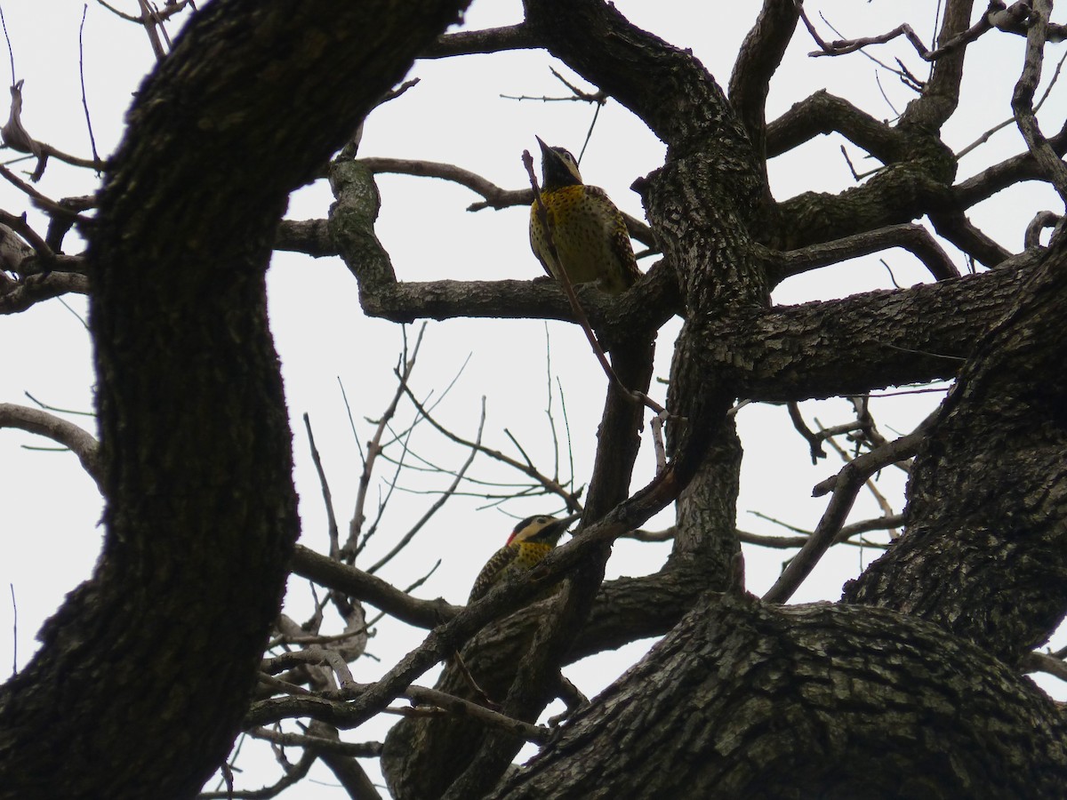 Green-barred Woodpecker - ML624053386