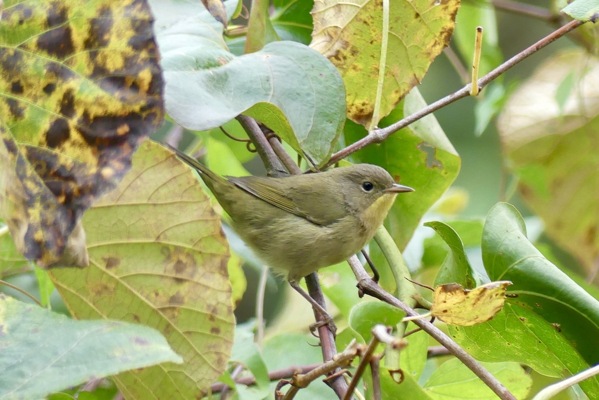 Common Yellowthroat - ML624053390