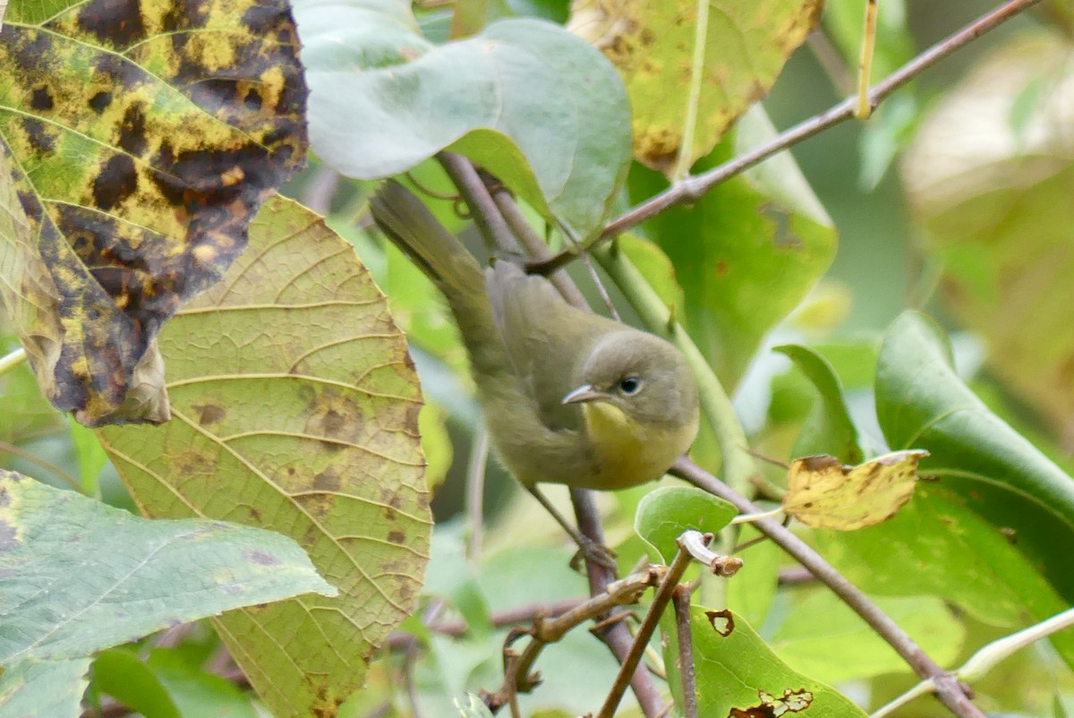 Common Yellowthroat - ML624053391