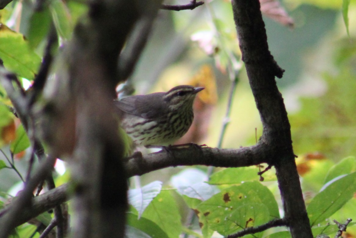 Northern Waterthrush - ML624053400