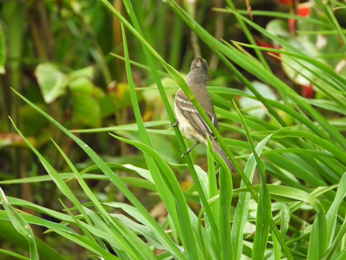 Yellow-bellied Elaenia - Jose Fernando Sanchez O.