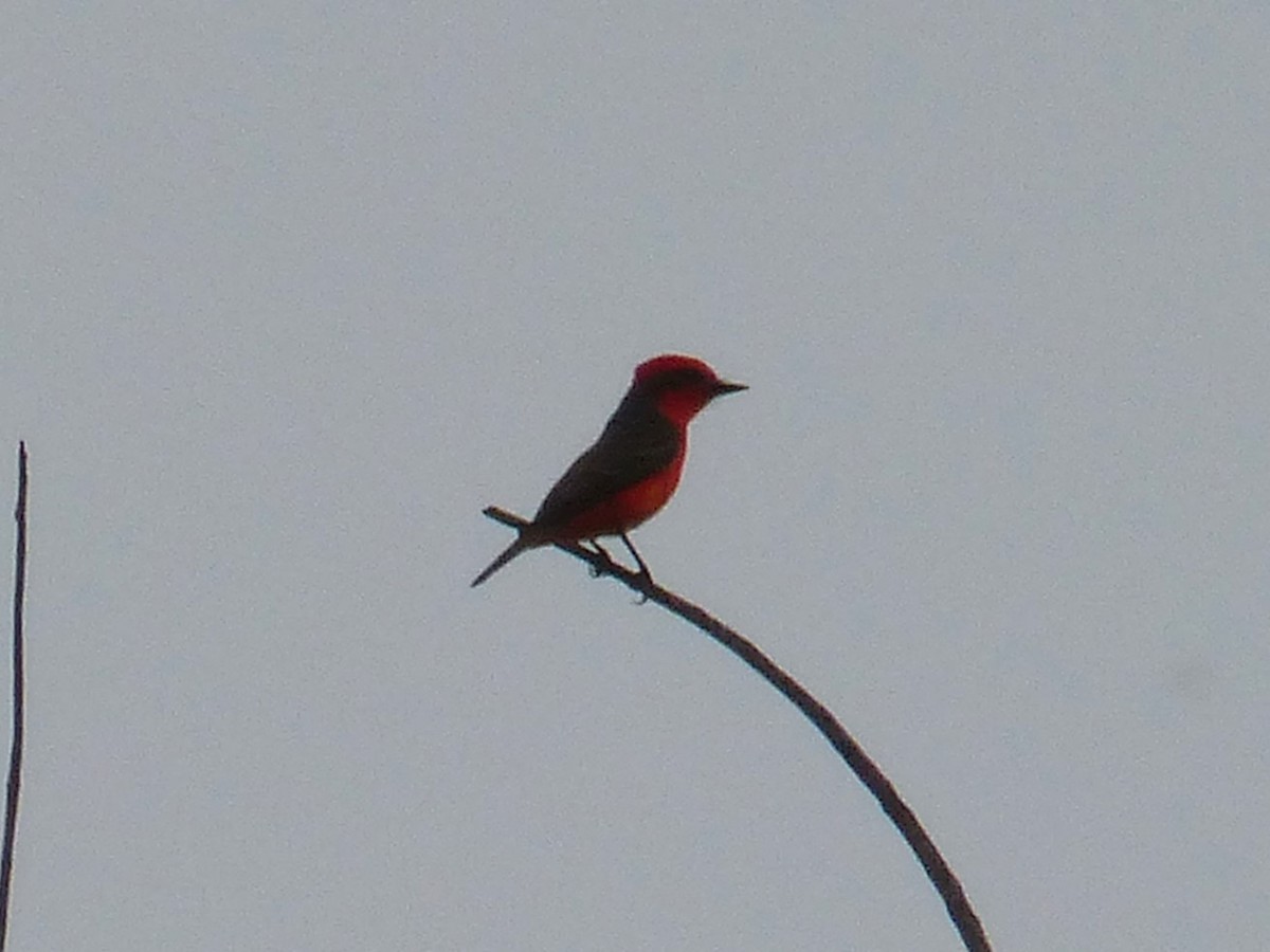 Vermilion Flycatcher - ML624053412