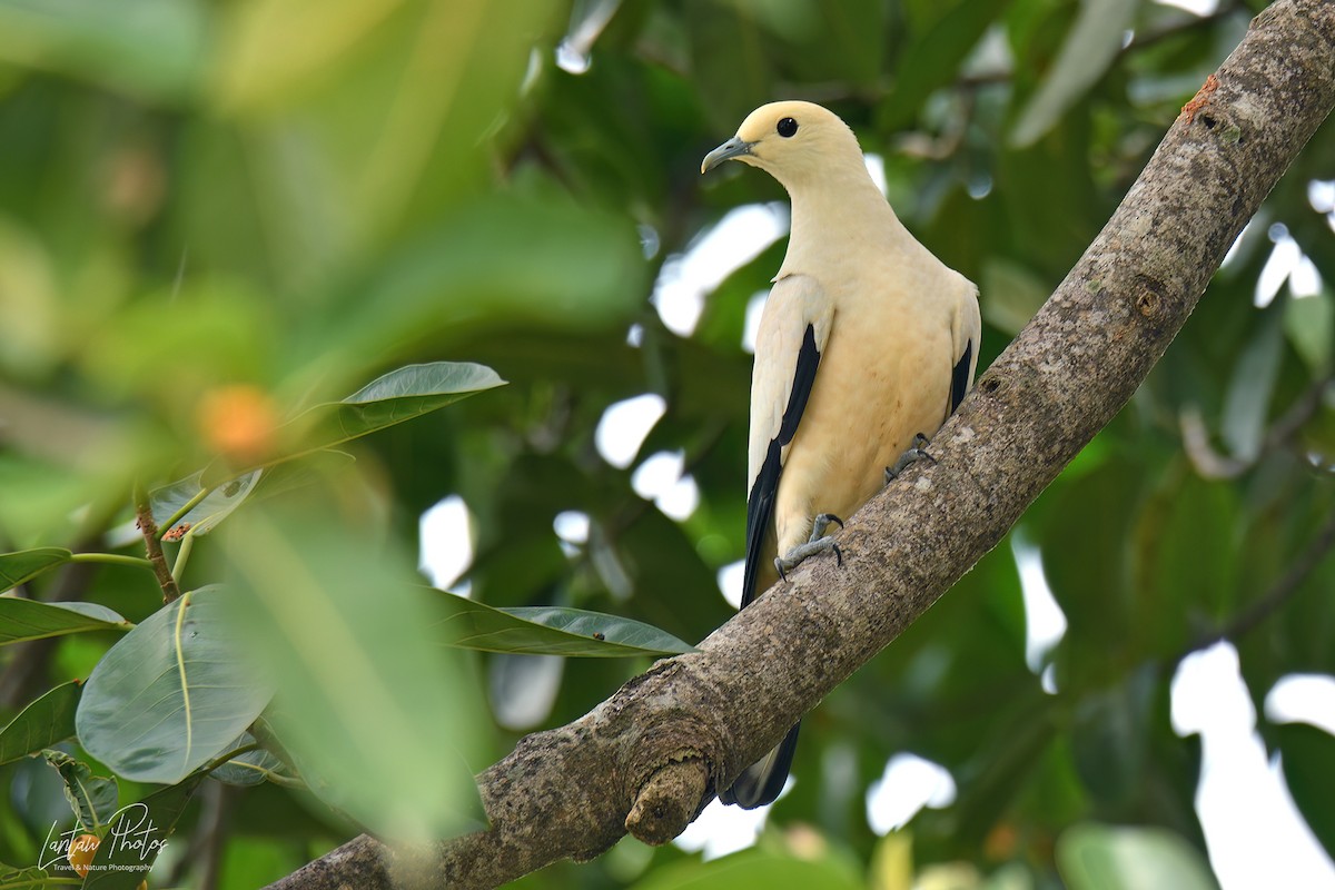 Pied Imperial-Pigeon - ML624053415