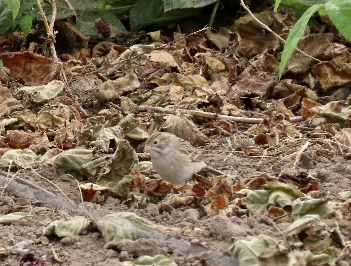 Brewer's Sparrow - ML624053425