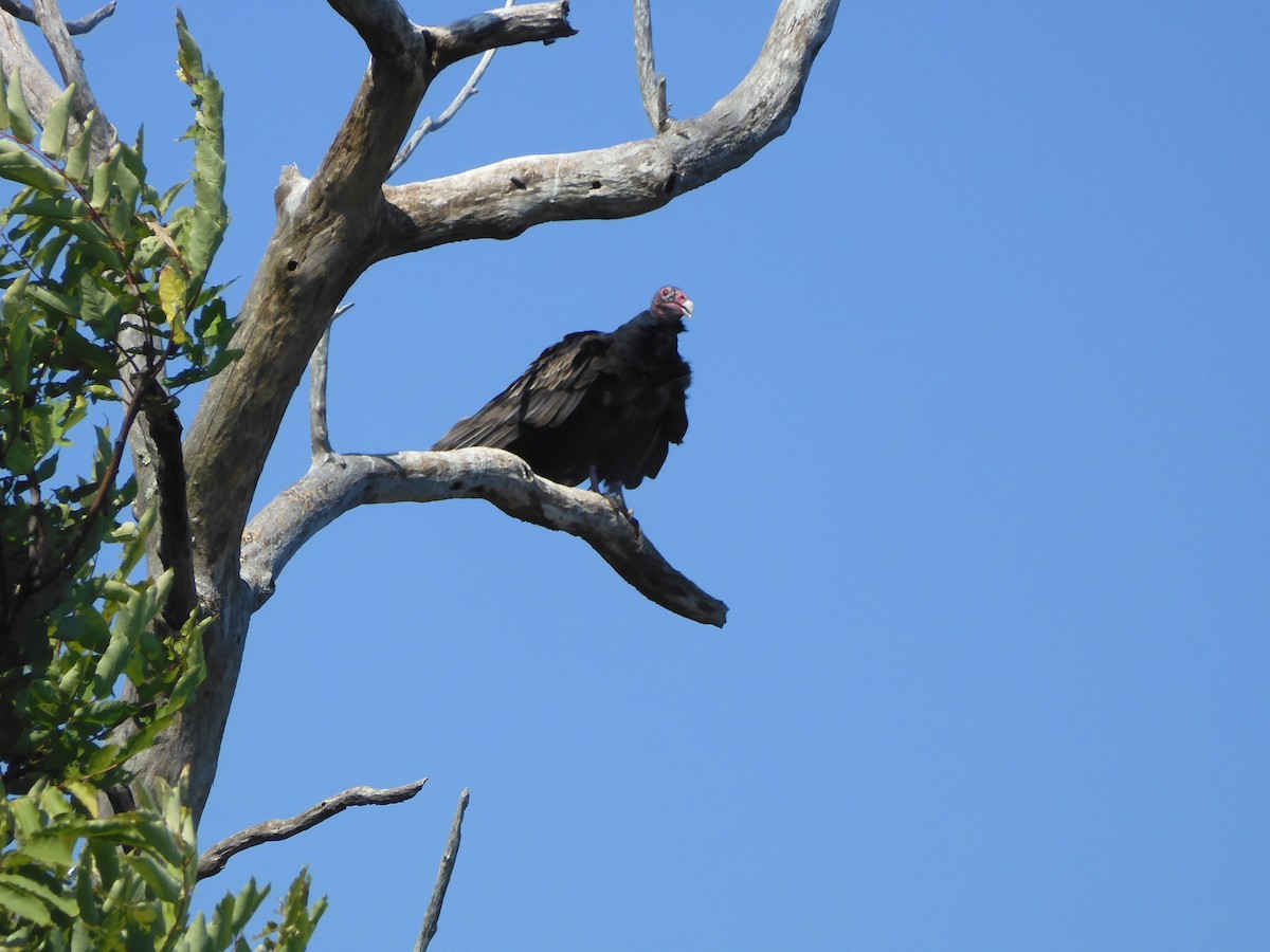 Turkey Vulture - ML624053435