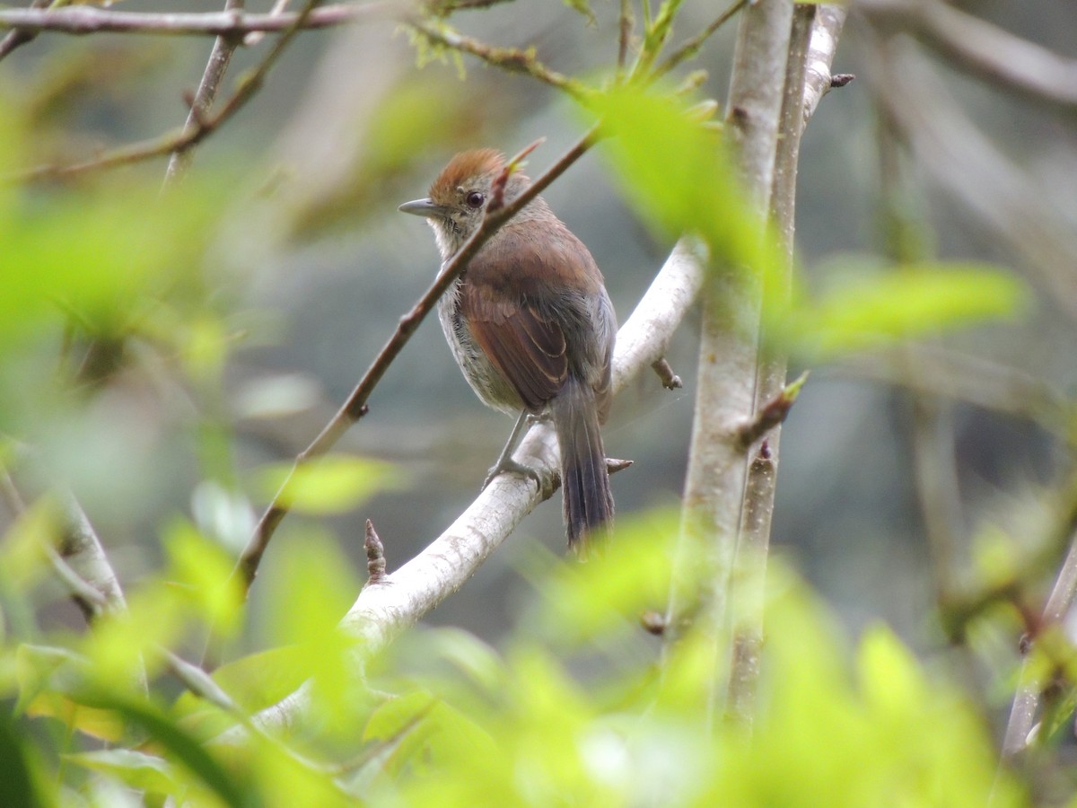 Rufous-capped Antshrike - Aline Antunes