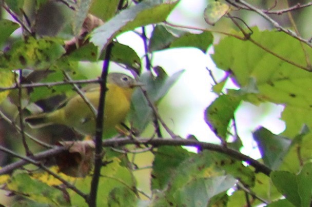 Nashville Warbler - ML624053456