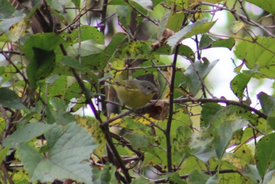 Nashville Warbler - ML624053458