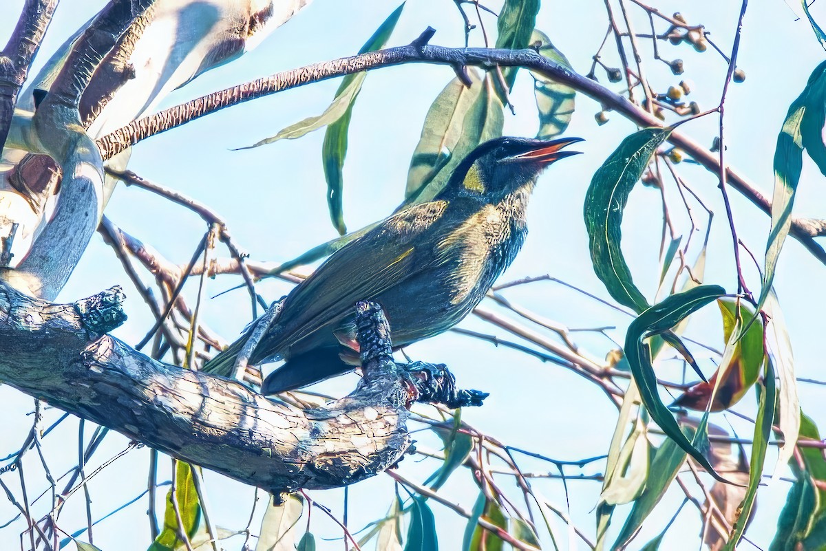 Lewin's Honeyeater - ML624053467