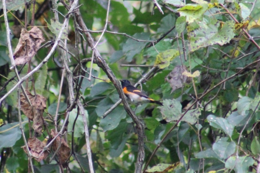 American Redstart - ML624053475