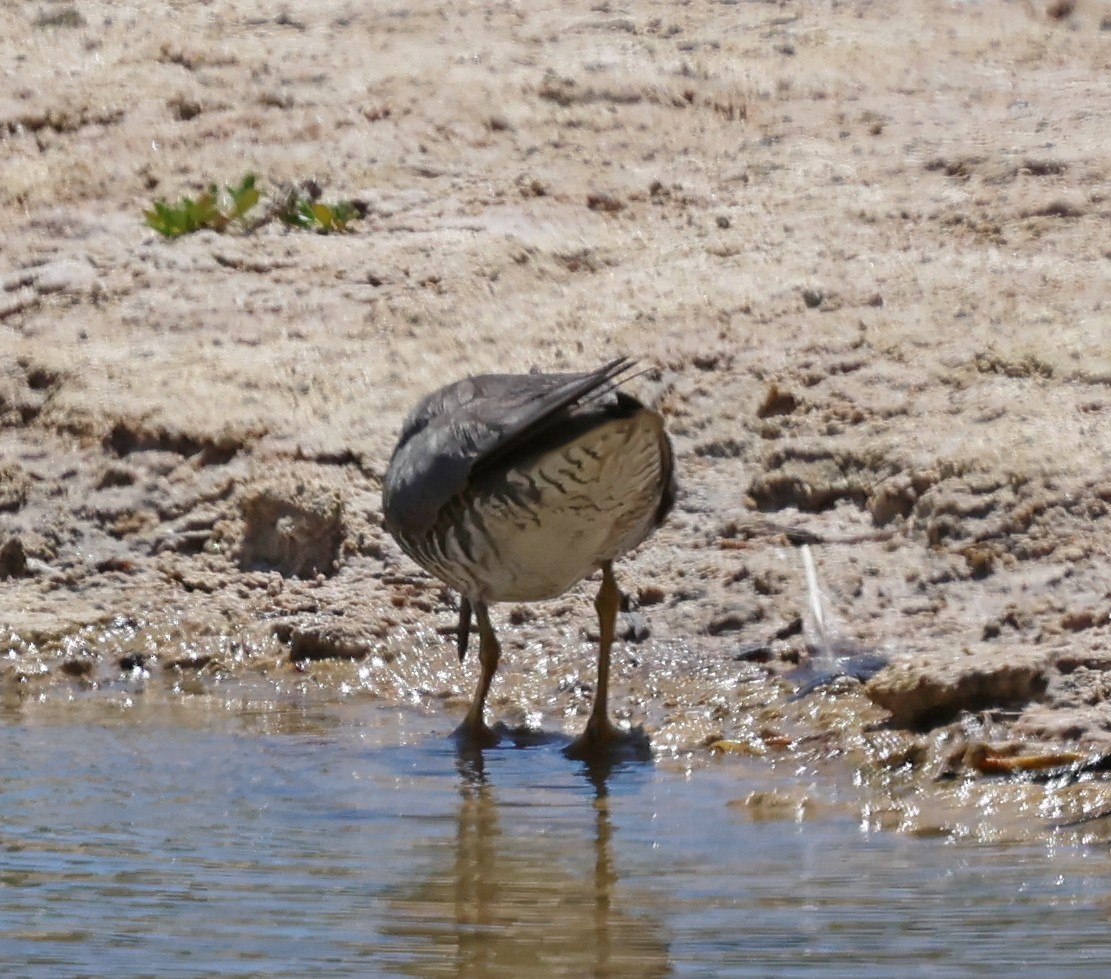 Wandering Tattler - ML624053479