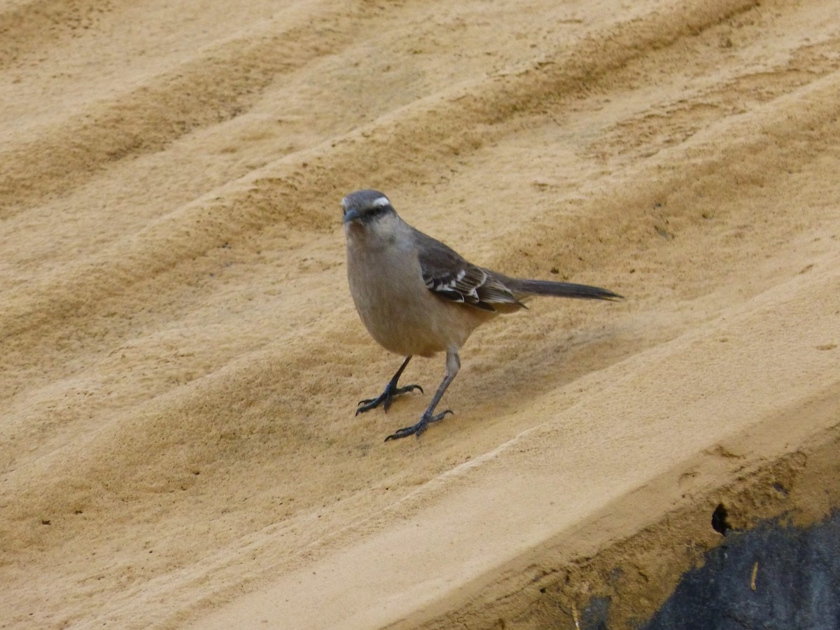 Chalk-browed Mockingbird - ML624053486