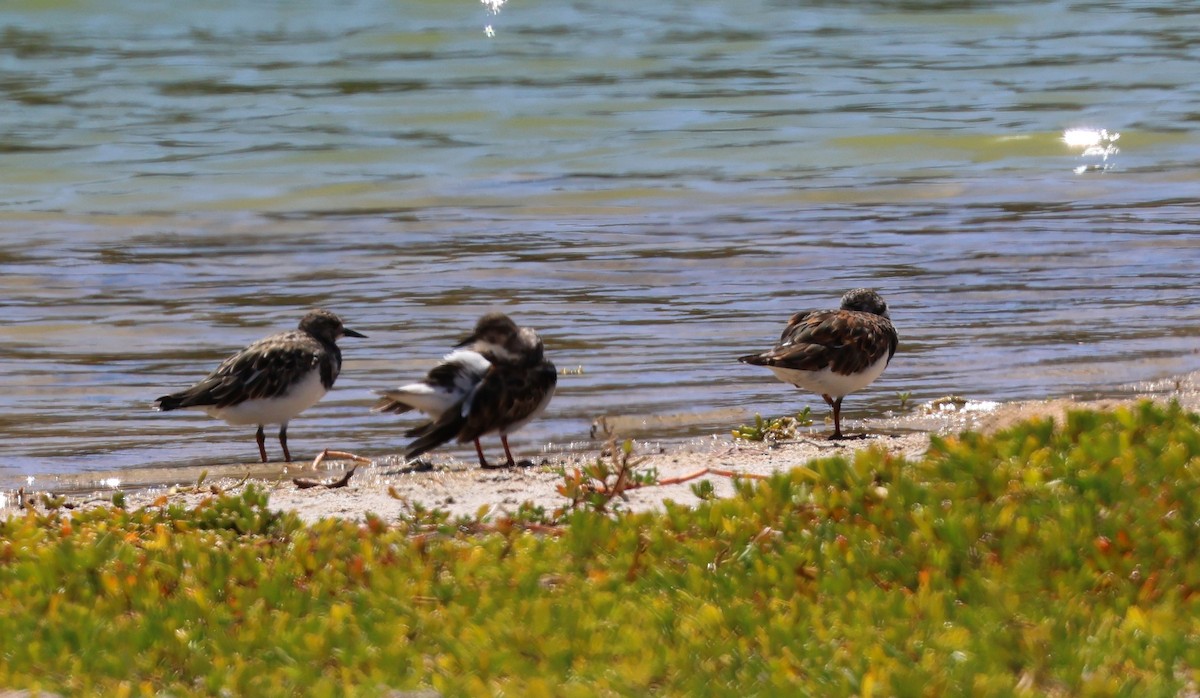 Ruddy Turnstone - ML624053495