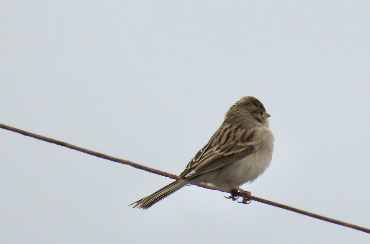 Brewer's Sparrow - ML624053496