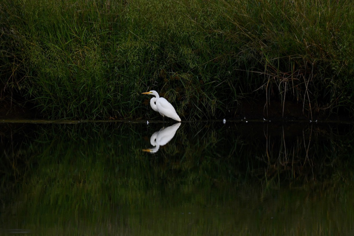 Great Egret - ML624053500