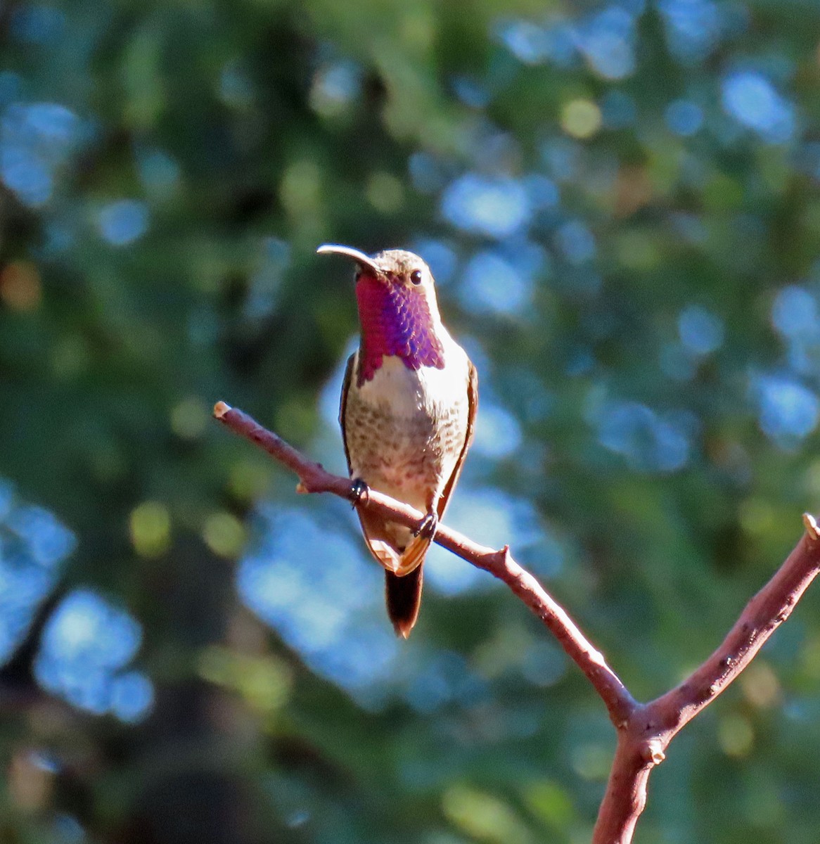 Lucifer Hummingbird - JoAnn Potter Riggle 🦤