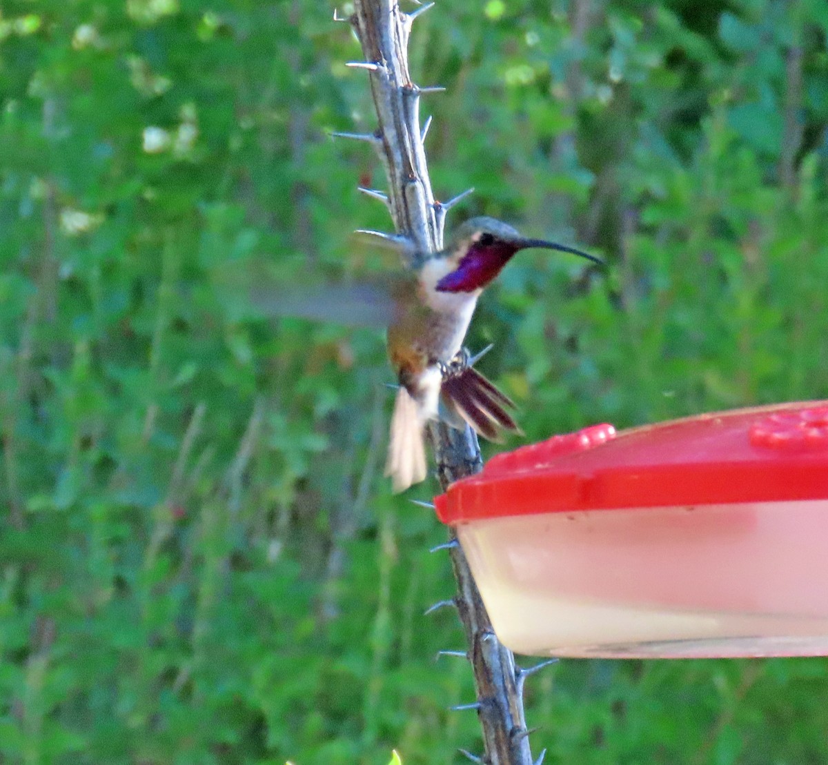 Lucifer Hummingbird - ML624053506