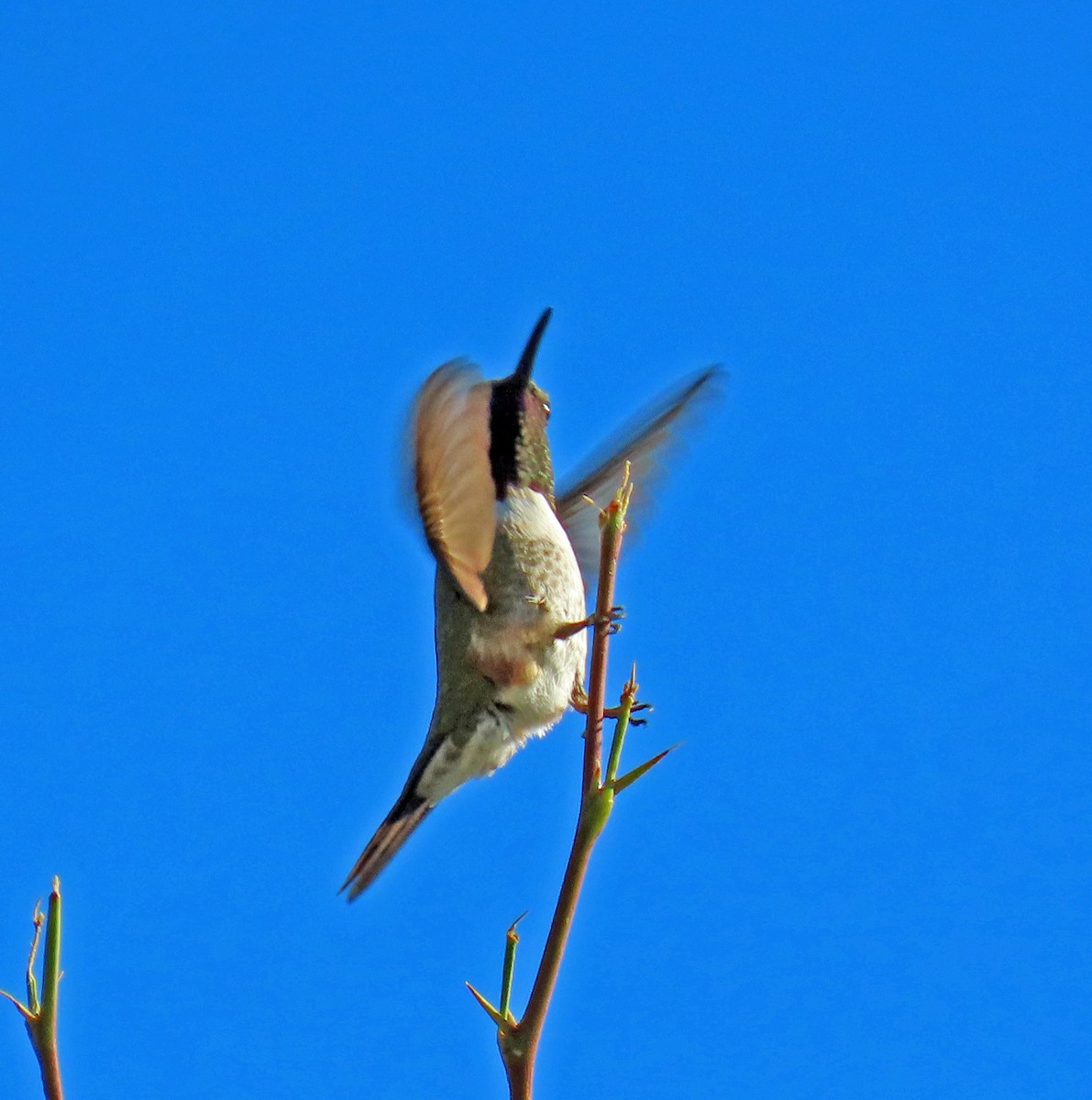 Lucifer Hummingbird - ML624053509