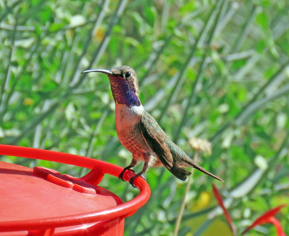 Lucifer Hummingbird - ML624053511