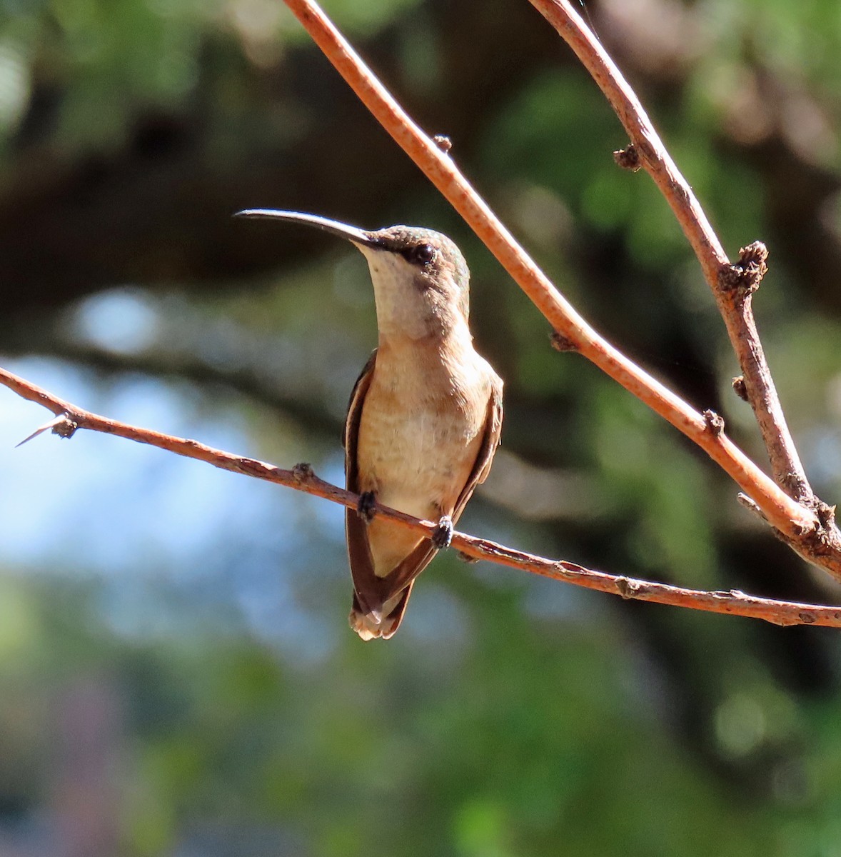 Lucifer Hummingbird - ML624053514