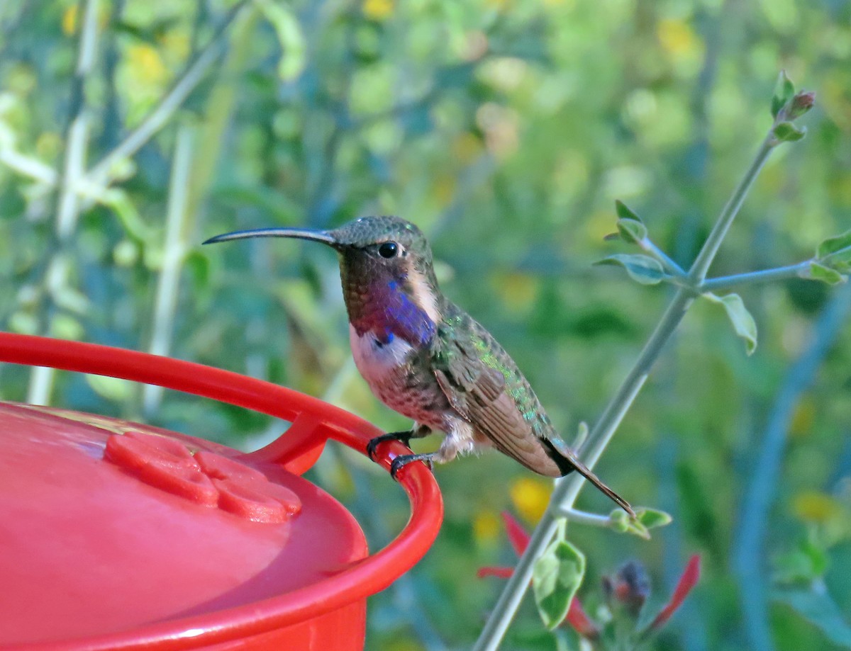 Lucifer Hummingbird - ML624053515