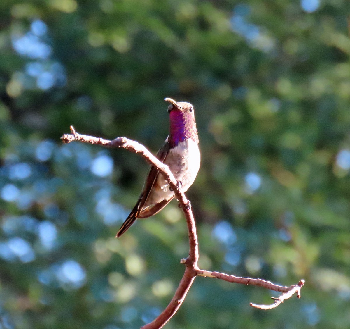 Lucifer Hummingbird - ML624053516