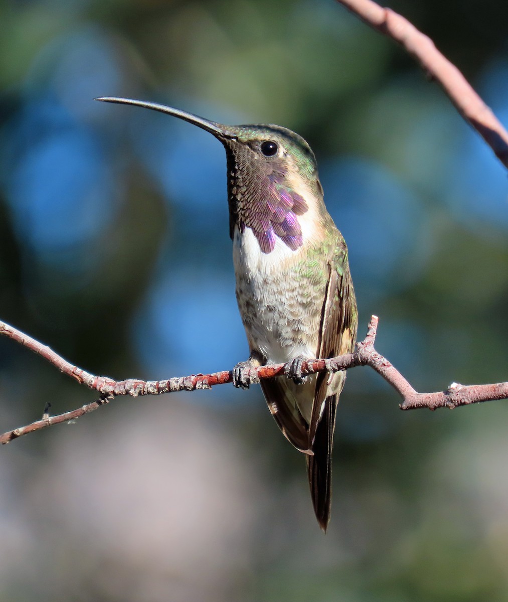 Lucifer Hummingbird - ML624053519