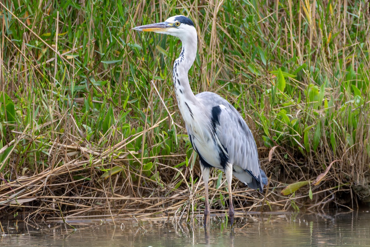 Gray Heron - ML624053520