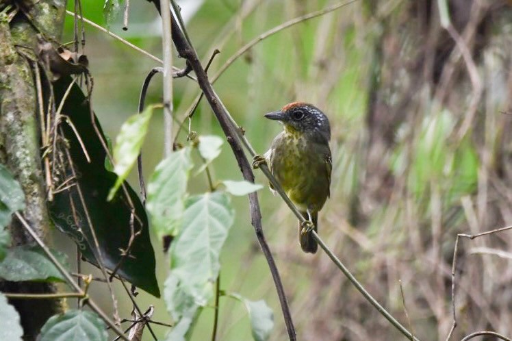 Spot-breasted Antvireo - Mario Campagnoli