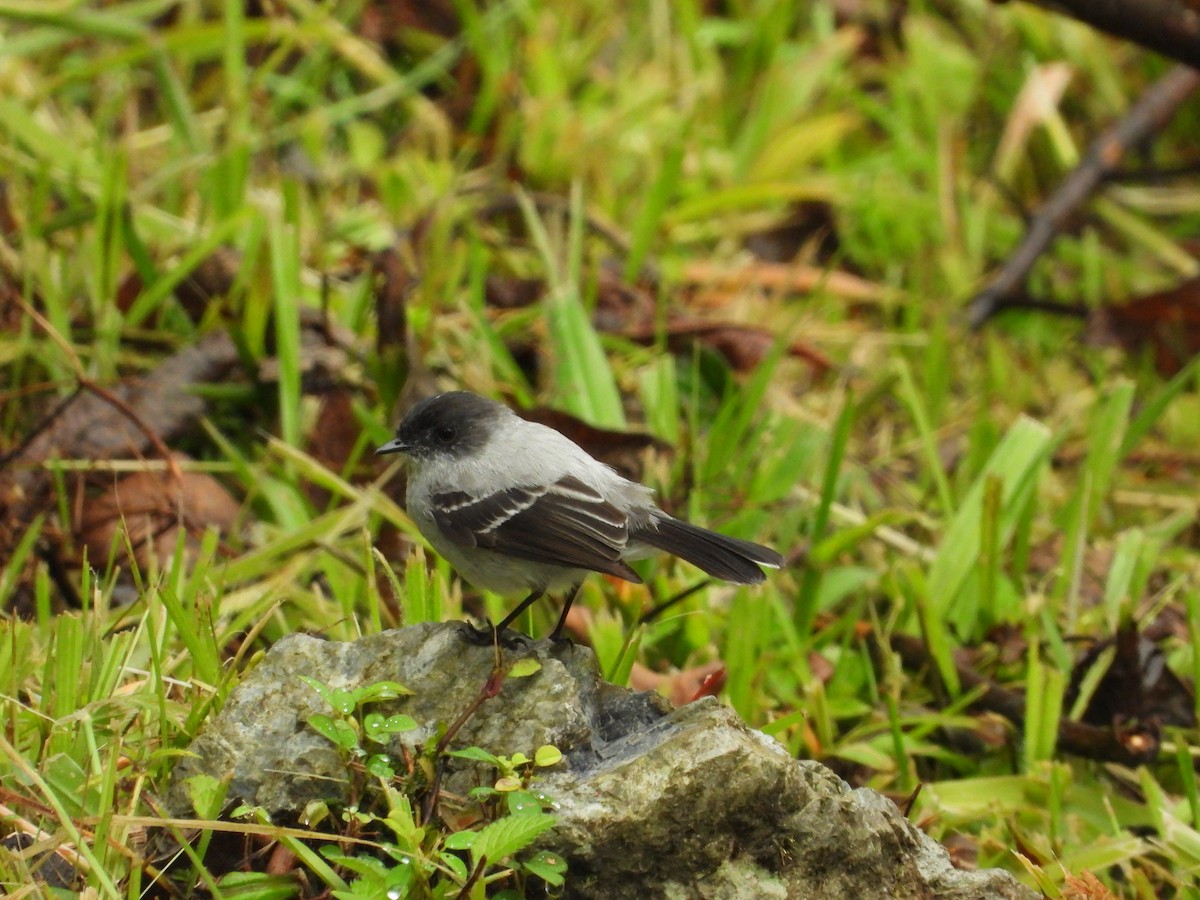 Torrent Tyrannulet - ML624053539