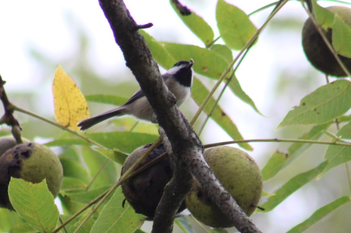 Carolina Chickadee - ML624053540