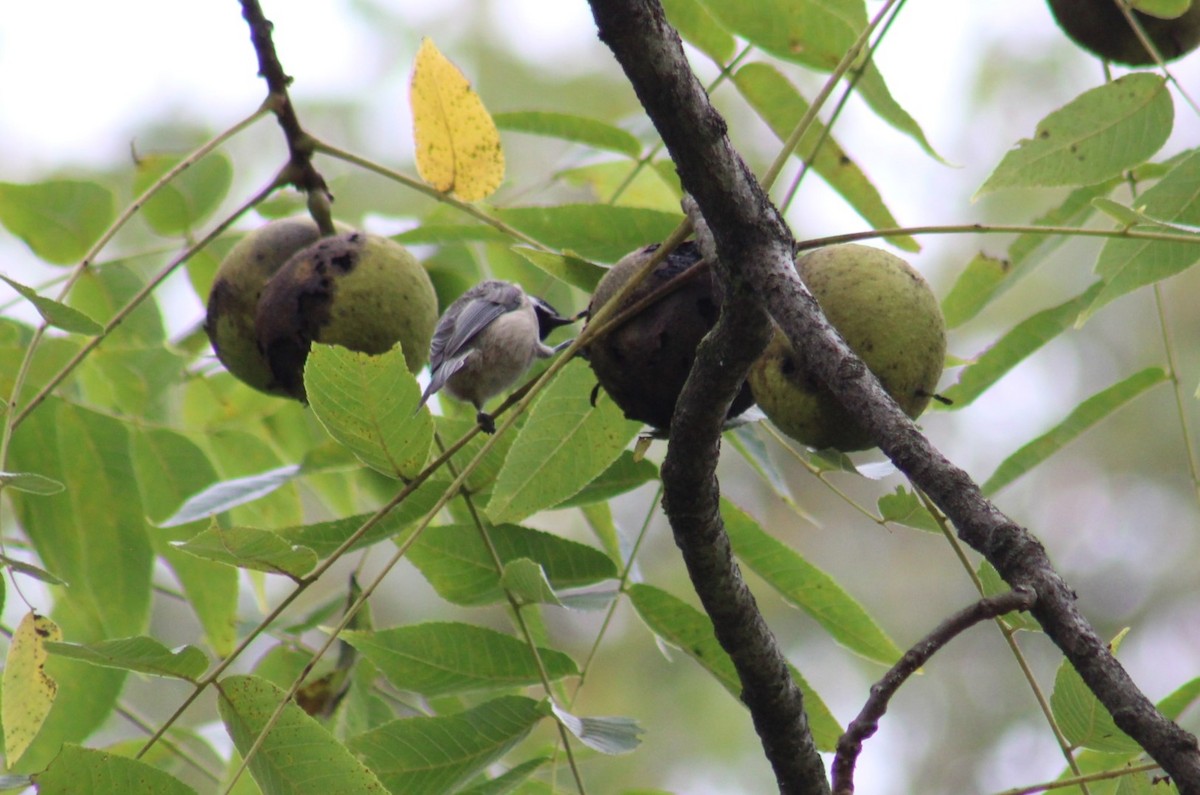 Carolina Chickadee - ML624053541