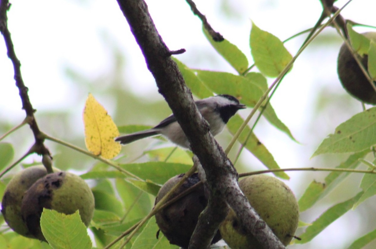 Carolina Chickadee - ML624053542