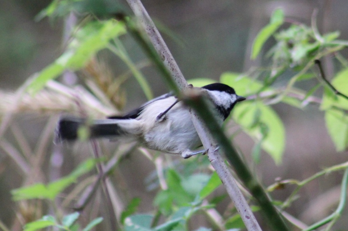 Carolina Chickadee - ML624053543