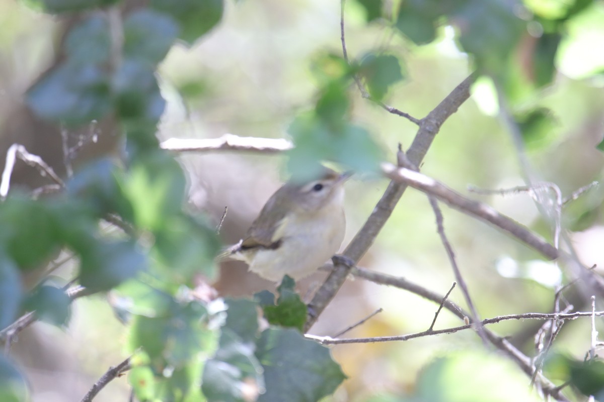 Warbling Vireo - ML624053556