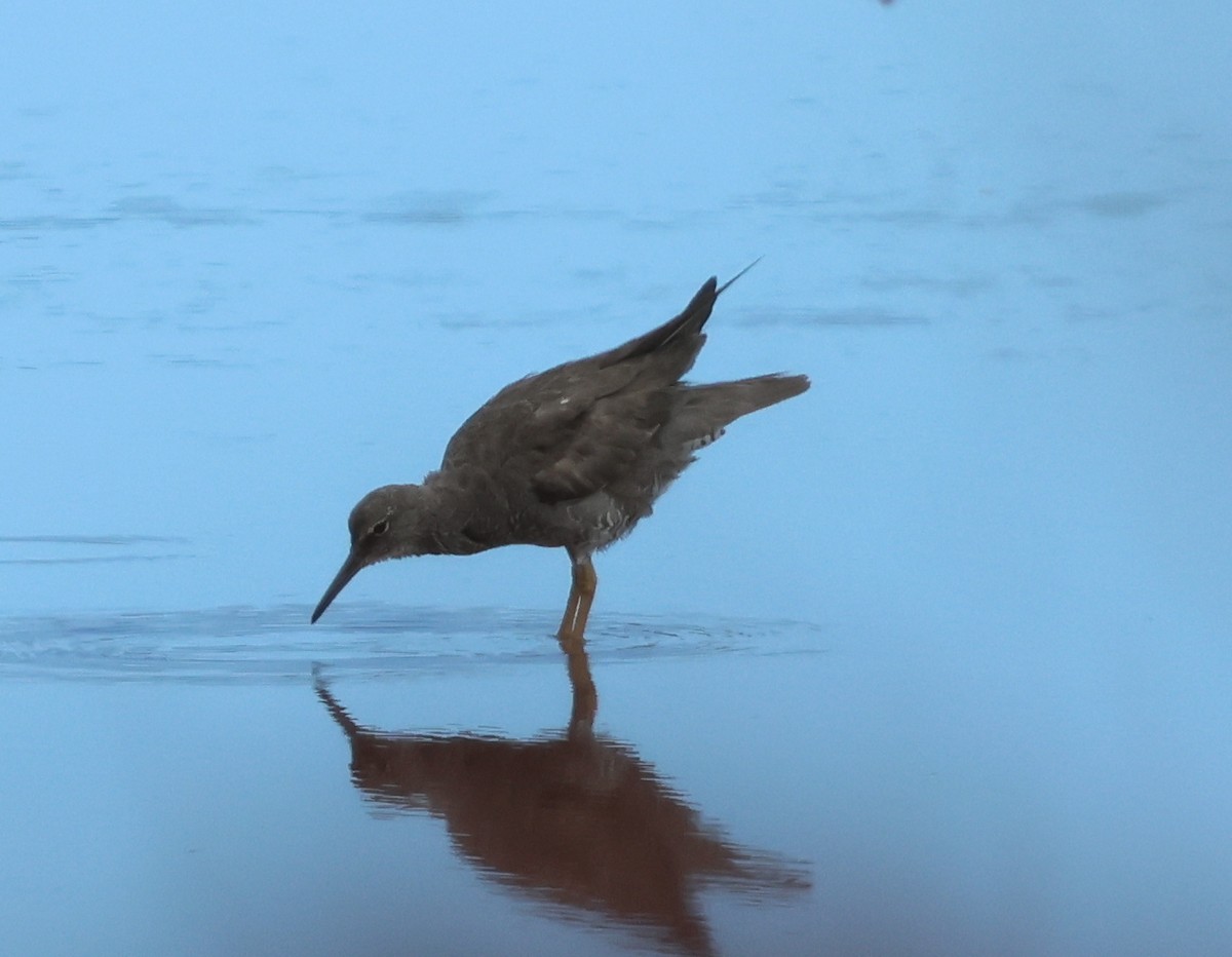 Wandering Tattler - ML624053564