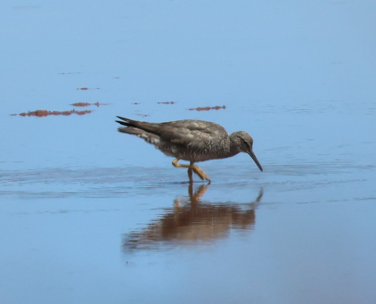 Wandering Tattler - ML624053567