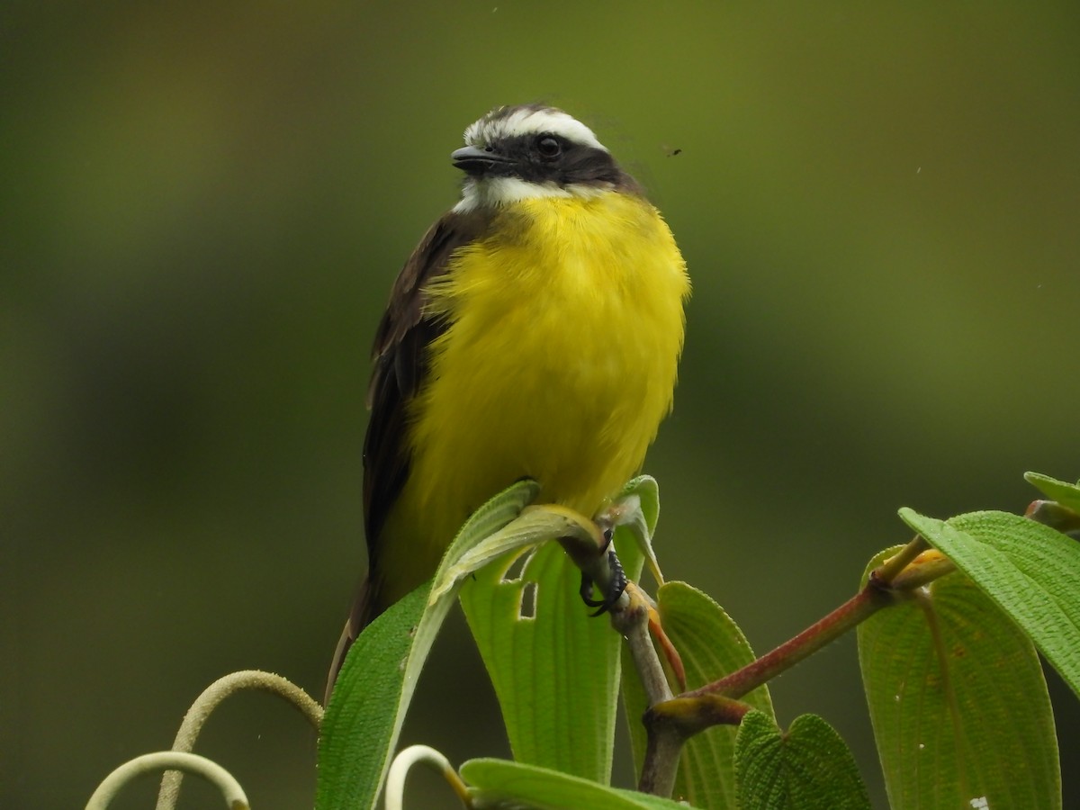 Rusty-margined Flycatcher - ML624053568