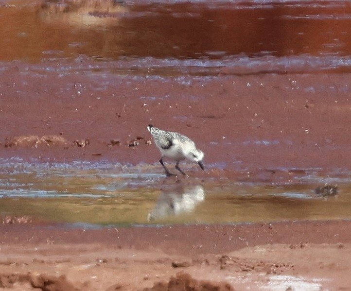 Sanderling - ML624053574