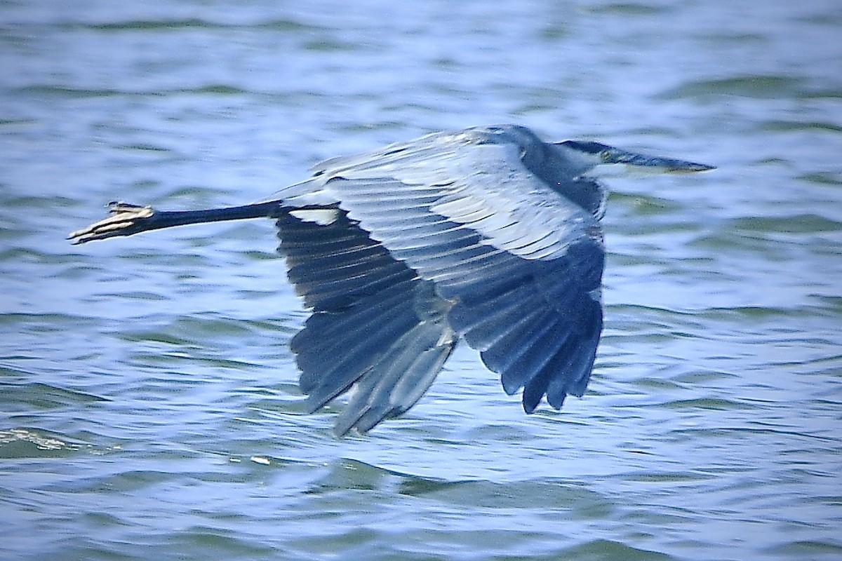 Great Blue Heron (Great Blue) - Beth Basile