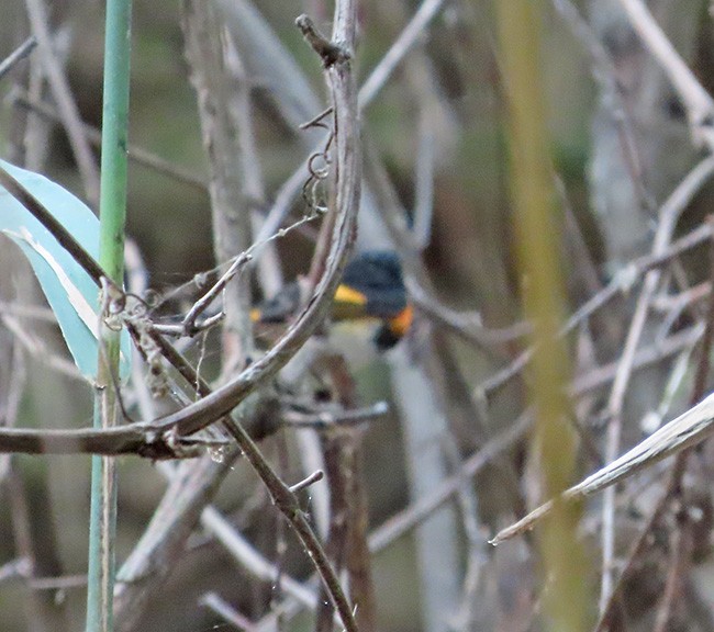 American Redstart - ML624053582