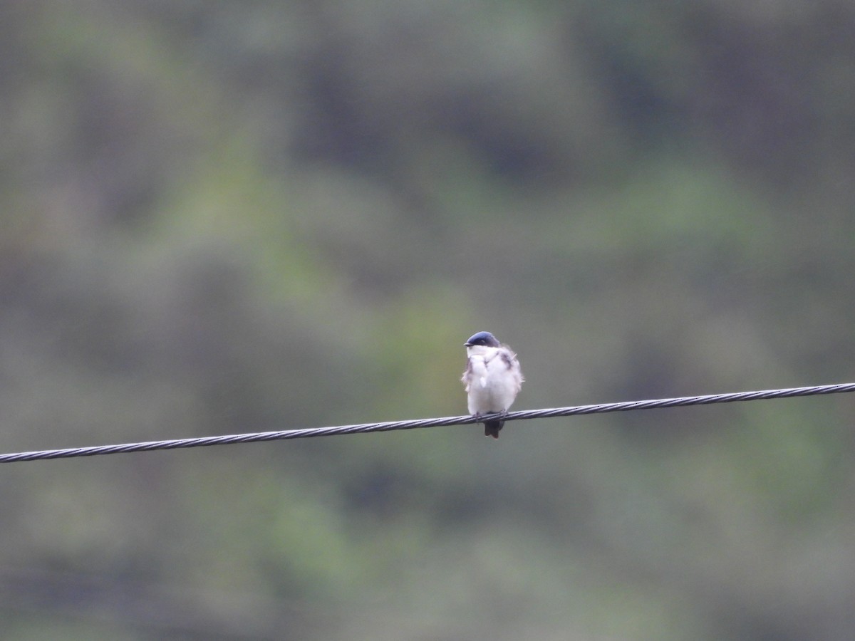 Blue-and-white Swallow - ML624053590