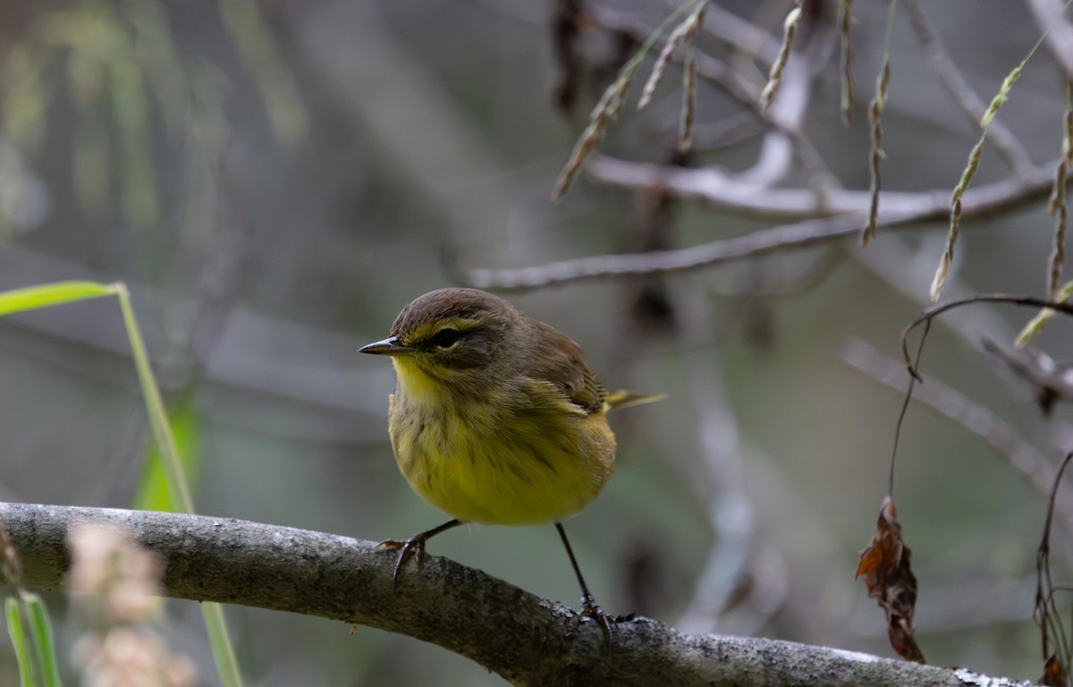 Palm Warbler (Yellow) - ML624053595