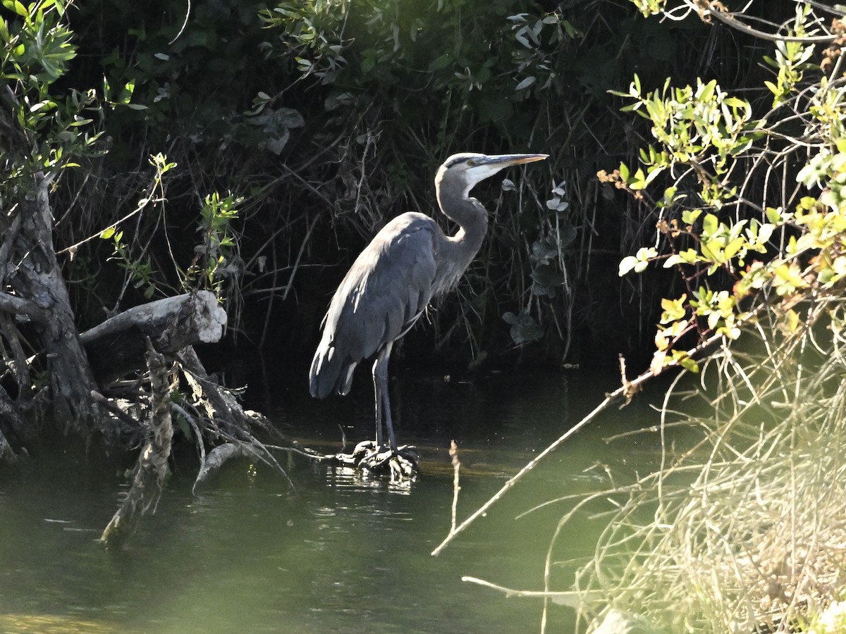 Great Blue Heron - ML624053598