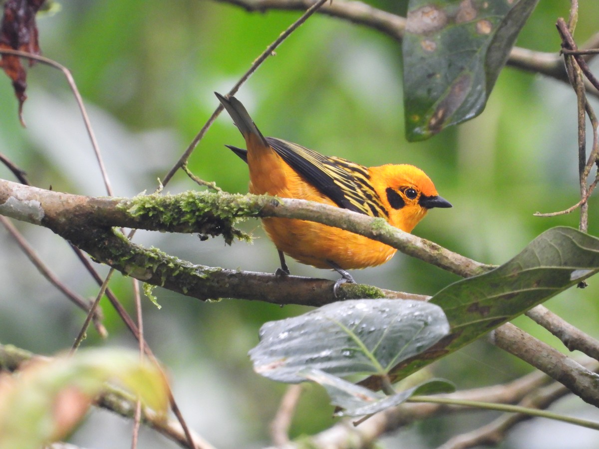 Golden Tanager - ML624053599