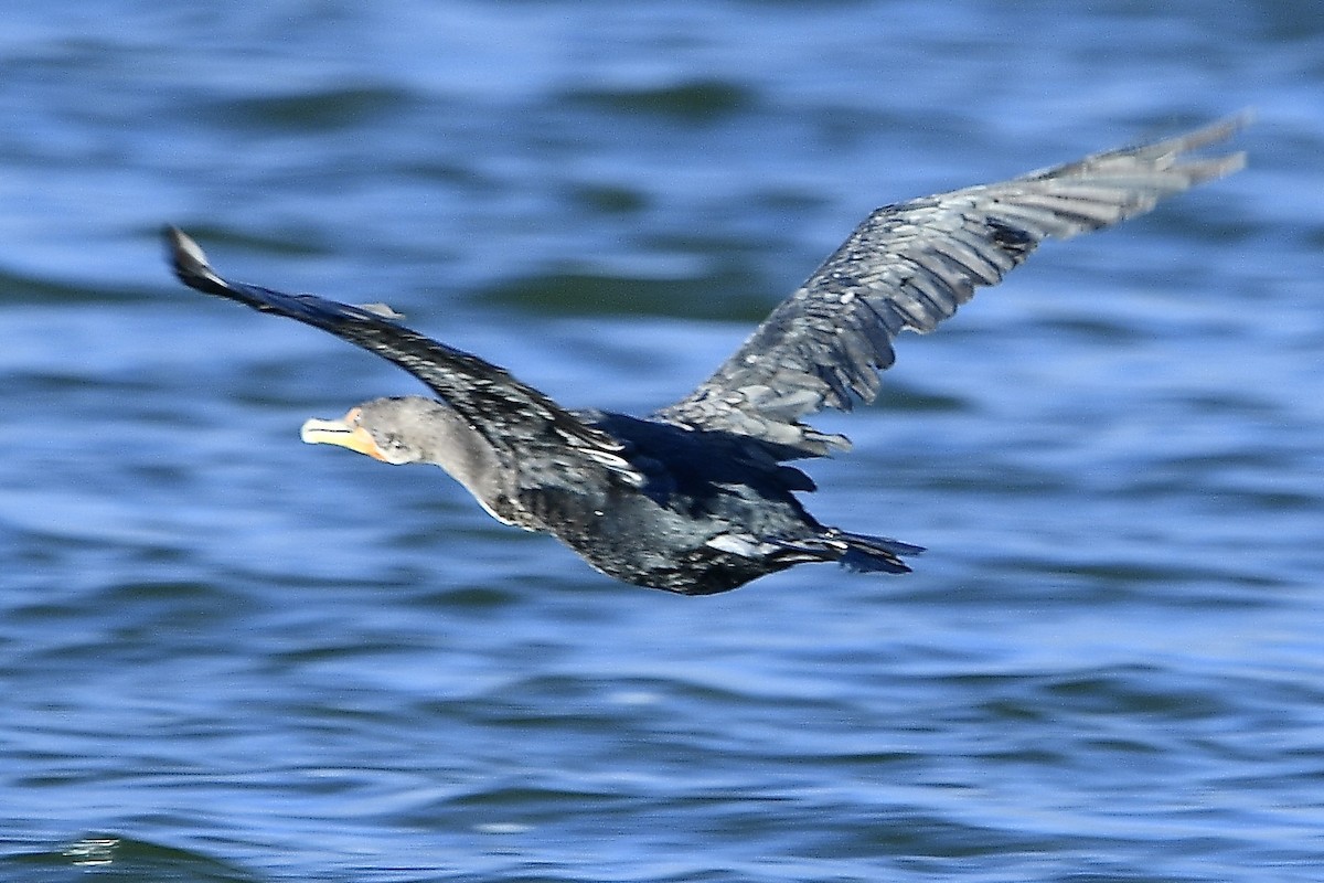 Cormorán Orejudo - ML624053605