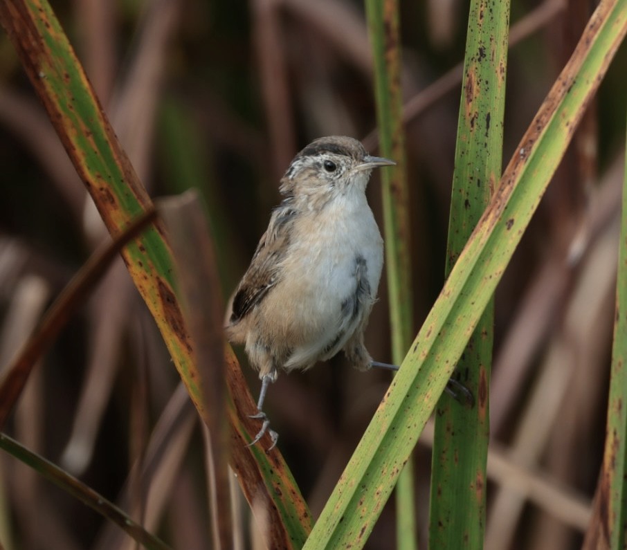 Marsh Wren - ML624053616