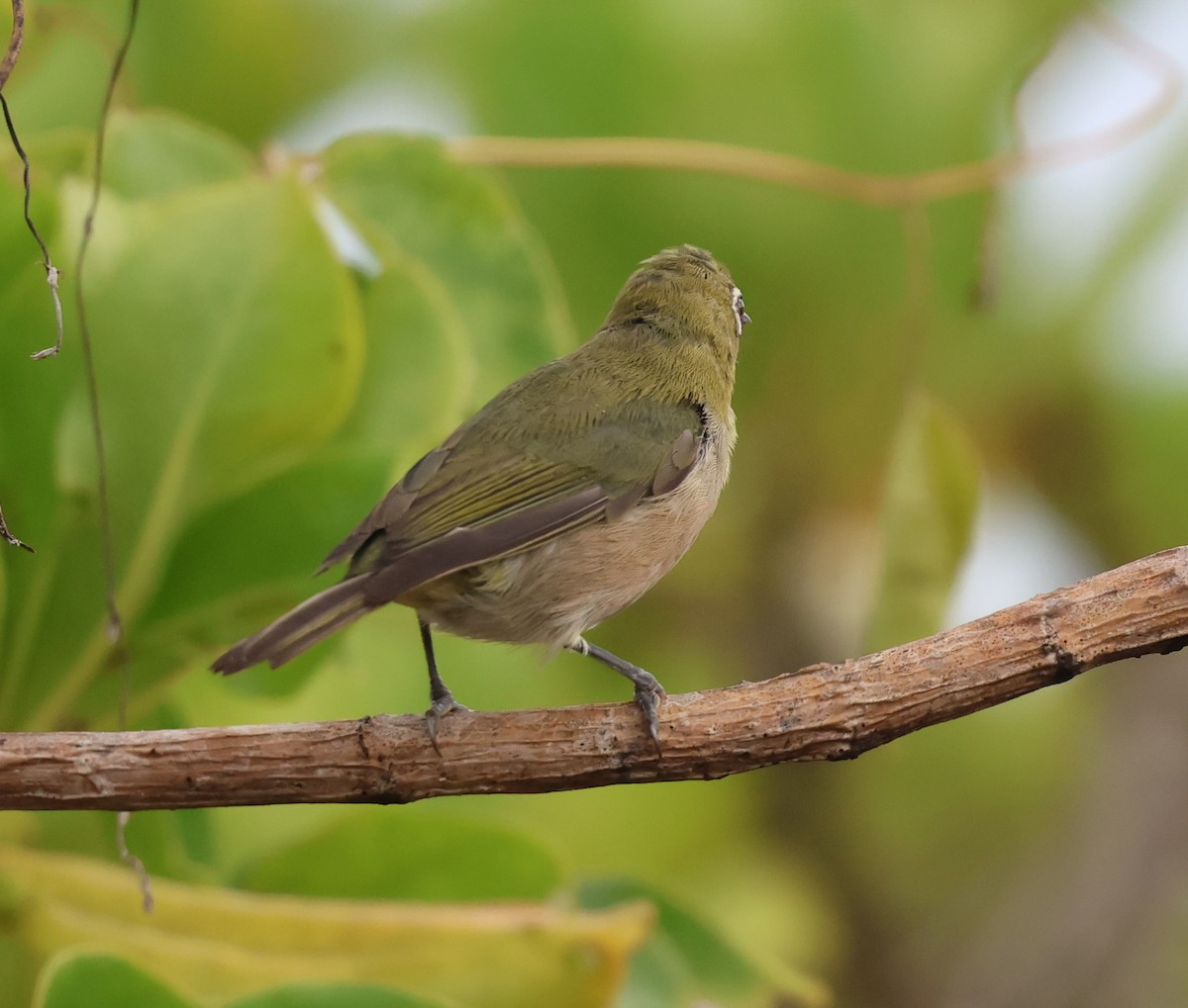 Warbling White-eye - ML624053622