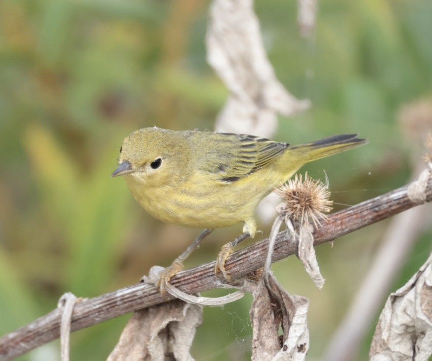 Yellow Warbler - Melanie Delage