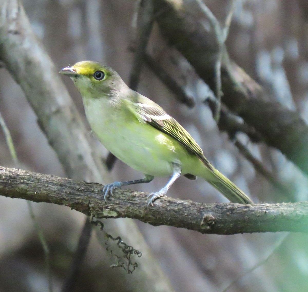 White-eyed Vireo - ML624053629